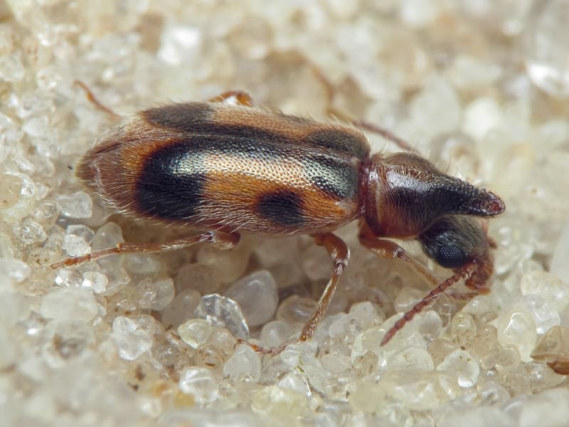 Notoxus monoceros (Linnaeus, 1760)